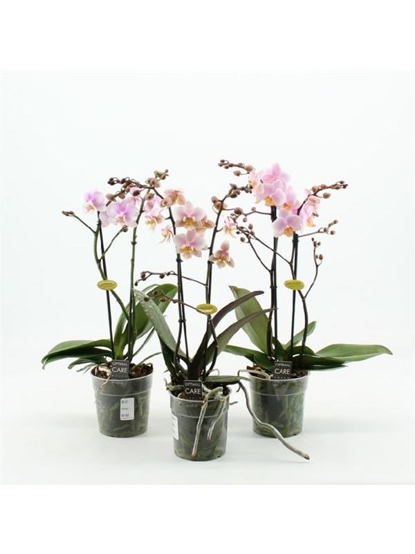 Phalaenopsis multiflora pink