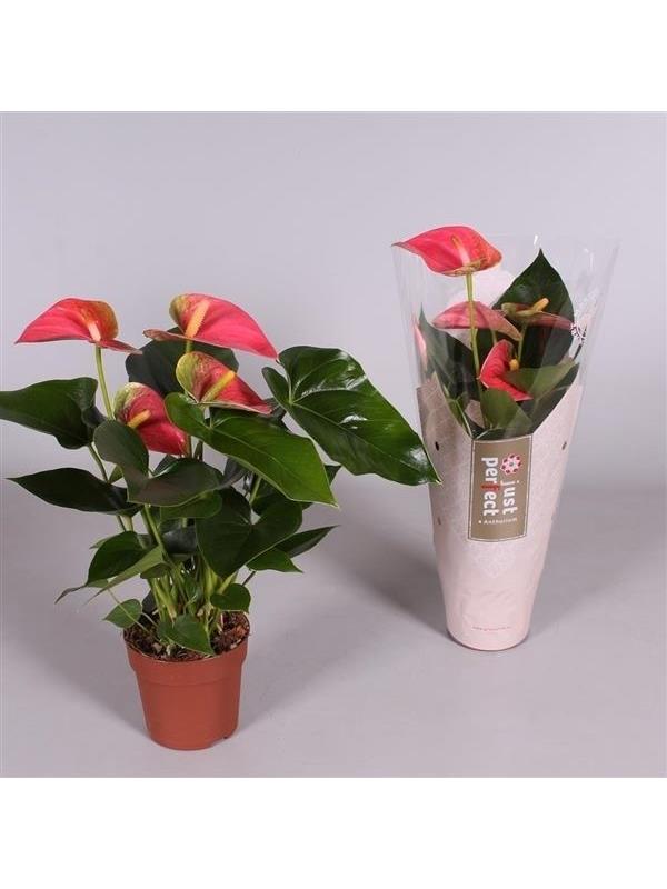 Anthurium andr. sweetheart pink
