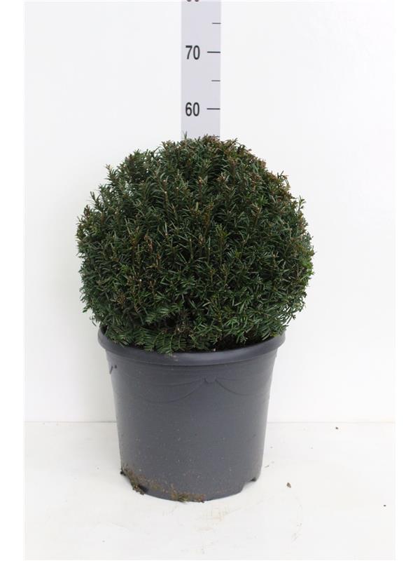 Stipa tenuifolia