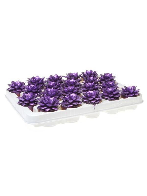 Echeveria purper metallic purple 9256