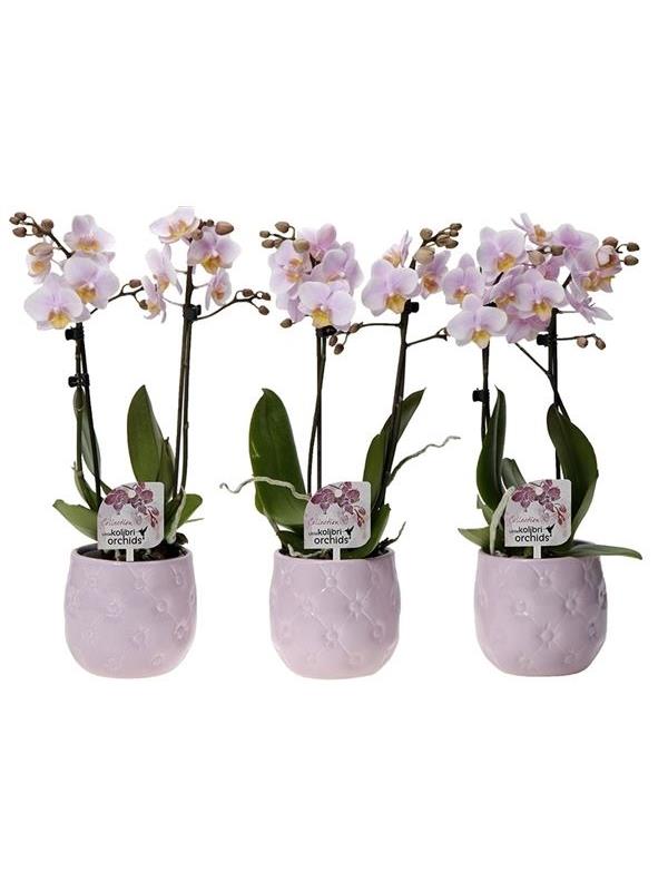 Phalaenopsis multiflora kolibri pink 12550pi