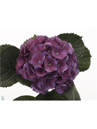 HORTENZIJA - Hydrangea esmee purple