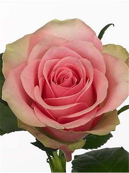 VRTNICA   belle rose