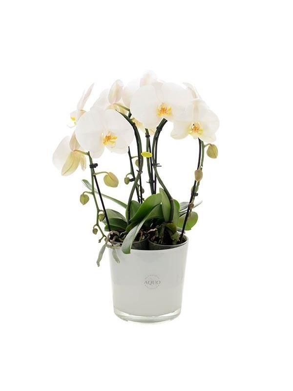 Phalaenopsis white fontano crown